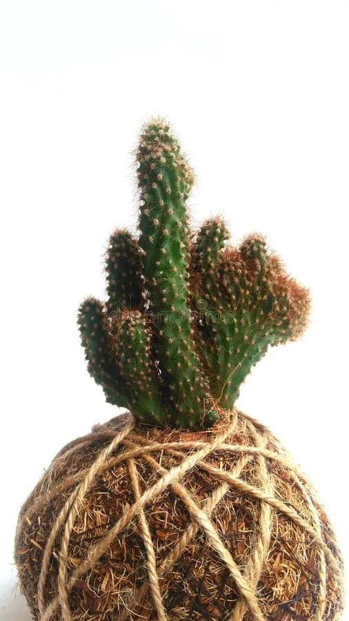 Accra Kokedama Workshop view 3