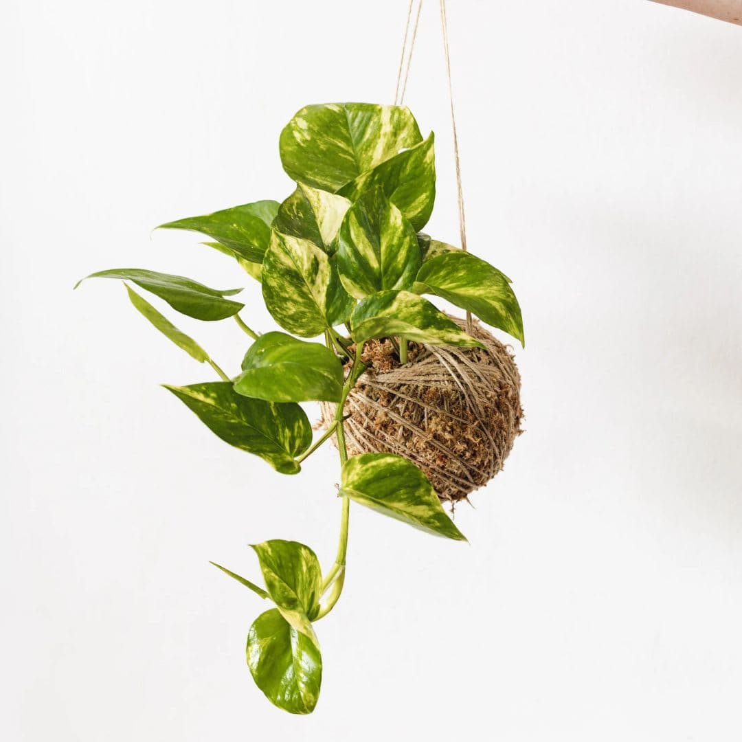 Accra Kokedama Workshop main