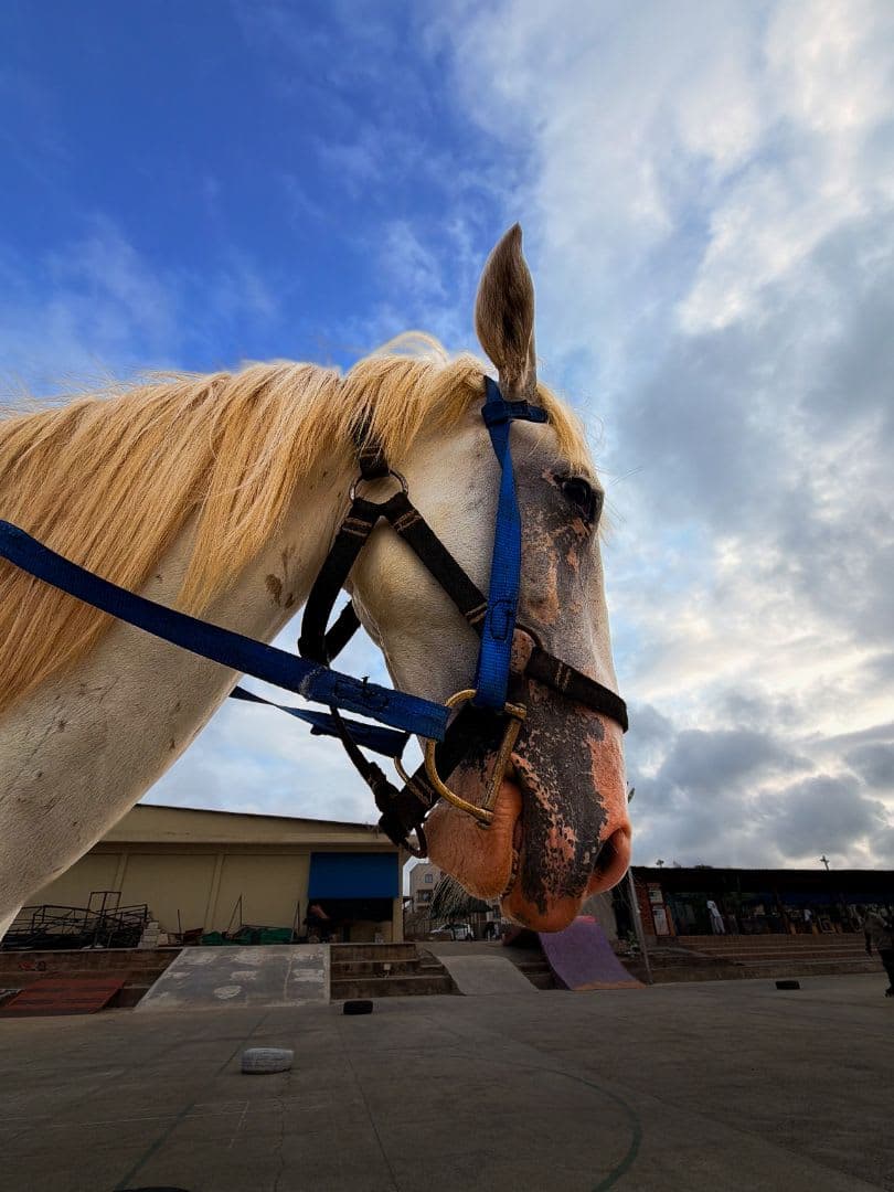 Horse Riding main