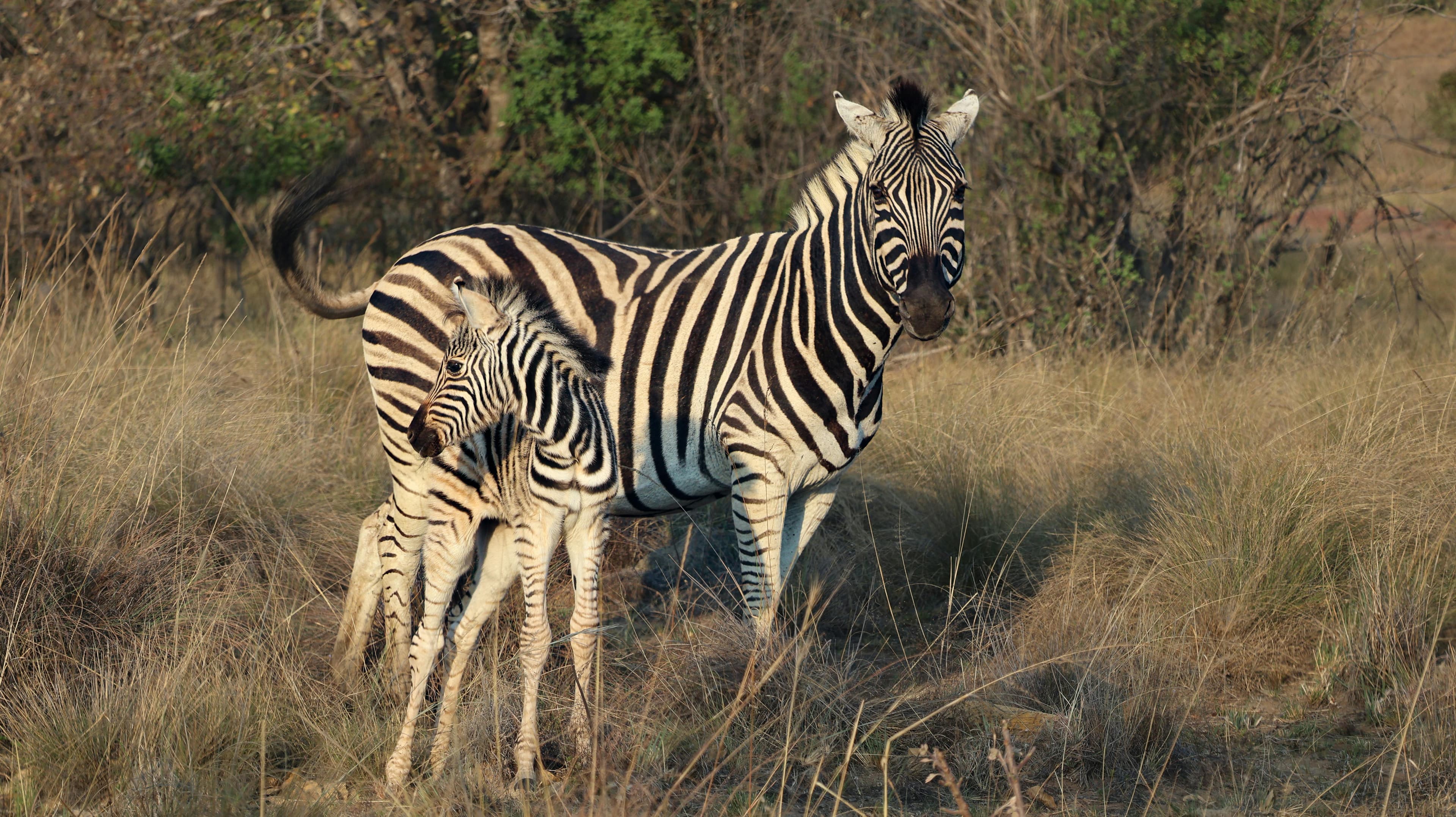 Wildlife Safari & Eco Stay Experience view 2